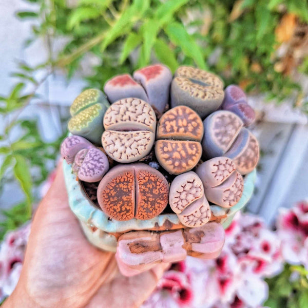 Assorted Lithops, Your choice of 1/3/5 colorful Lithops