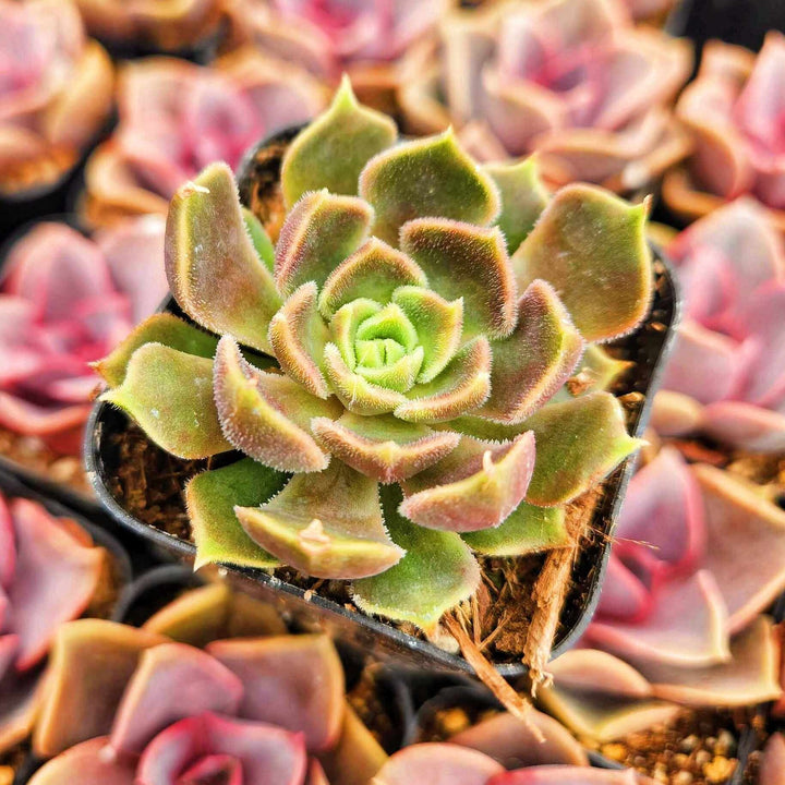2" 4" pot Echeveria Brown Rose