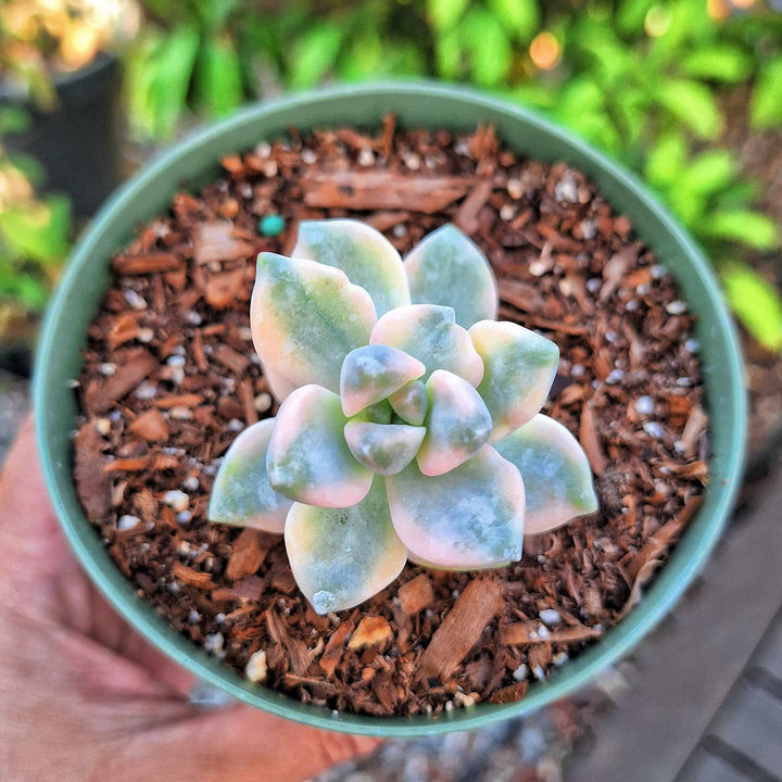 titubans variegated succulent Graptoveria Titubans Variegated 4" pot – MySucculentCorner