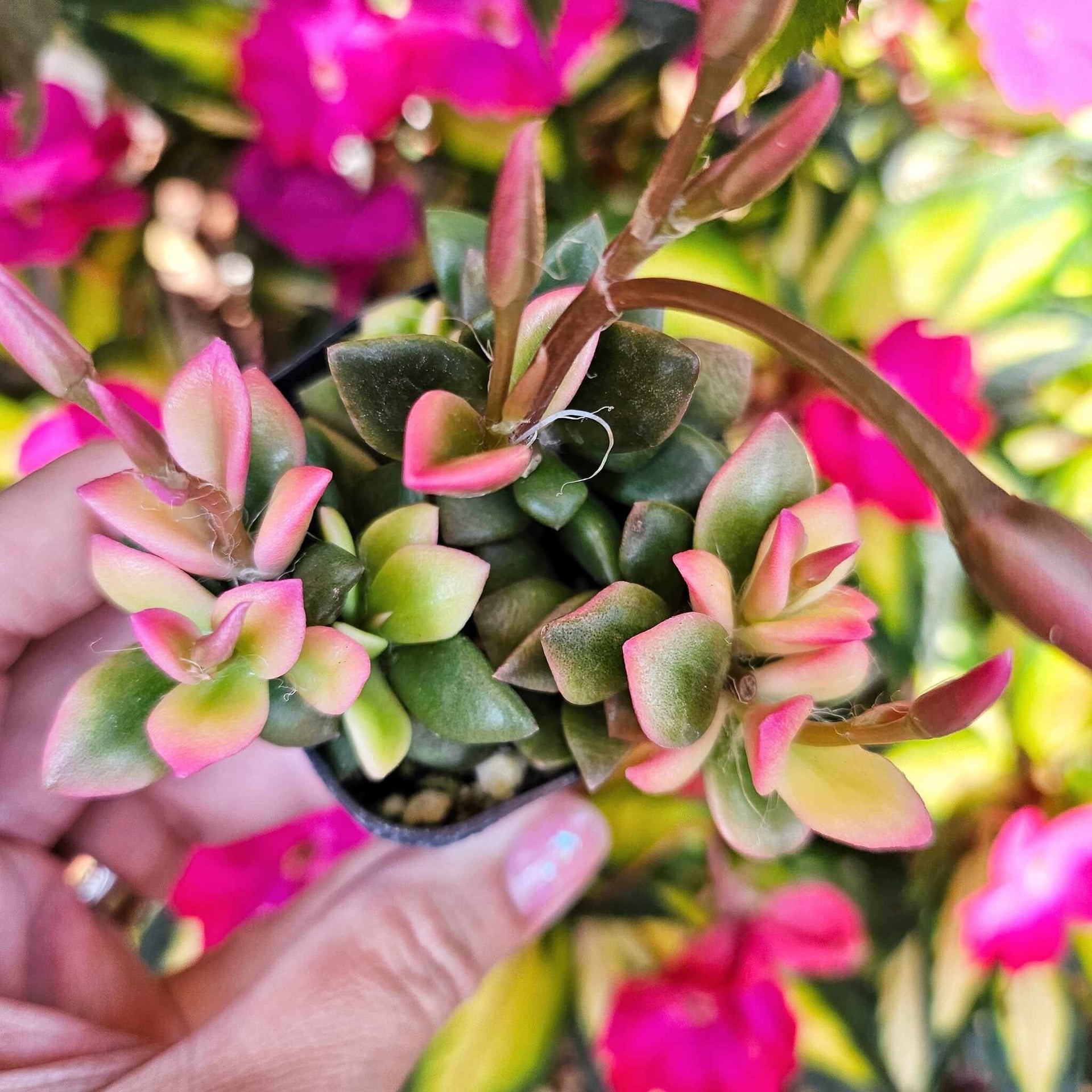 pink sunrise succulent Variegated Pink Sunrise, Anacampseros telephiastrum f. variegatum 'Sun –  MySucculentCorner