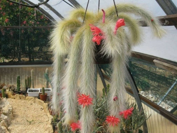 Monkey Tail cactus flowering
