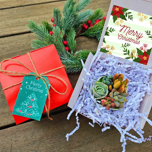 Christmas Succulent Gift Box - Merry Christmas gift box - Secret Sister Gift Exchange - Send a Succulent Gift Box