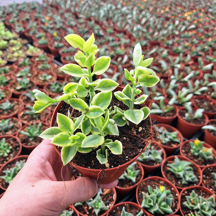 Variegated Aptenia Cordifolia "Red Apple" ice plant, ground cover in 4" pot