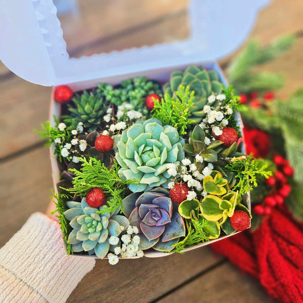 Christmas Gift Succulent - Christmas Succulent Arrangement - Christmas Gift - White Elephant Christmas Gift - Live Succulent - Succulent Mix