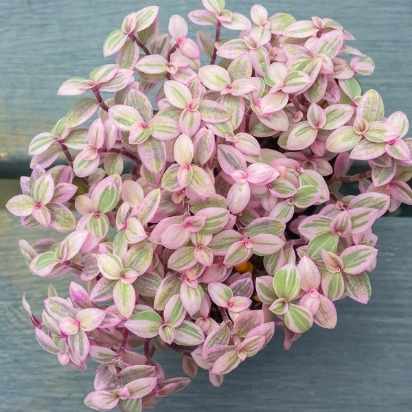 Callisia Repens Pink Panther, pink lady in 2" 4" pot