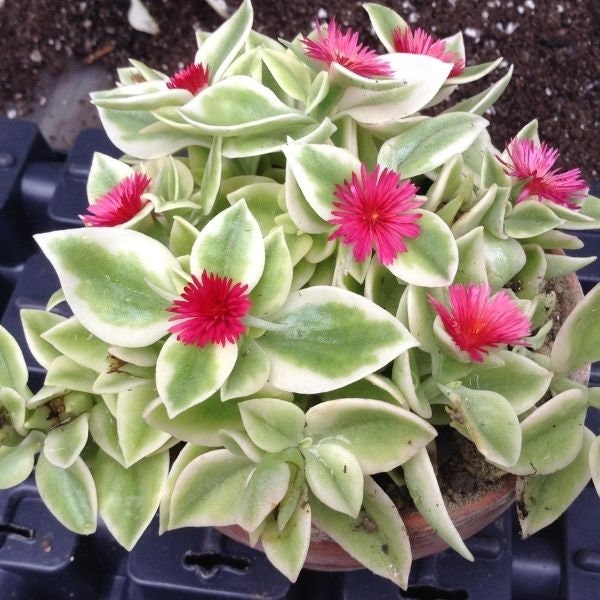 Aptenia cordifolia ‘Variegata’ is a trailing succulent perennial that forms a thick carpet of fleshy, heart-shaped, glossy green leaves adorned with creamy-white edges