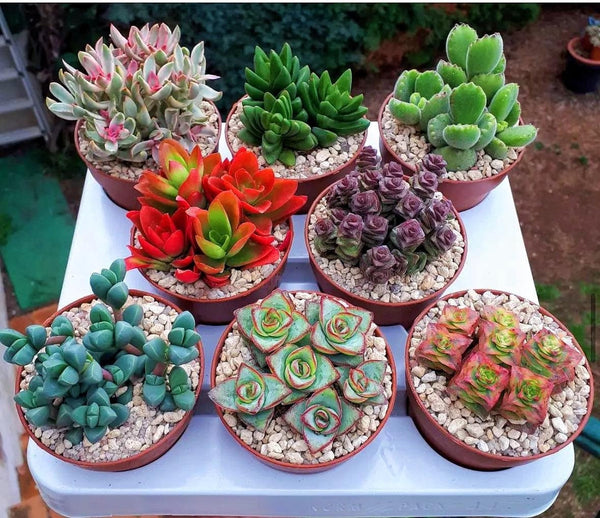 Assorted of 8 Colorful Rare Crassula Succulents in 4" pot