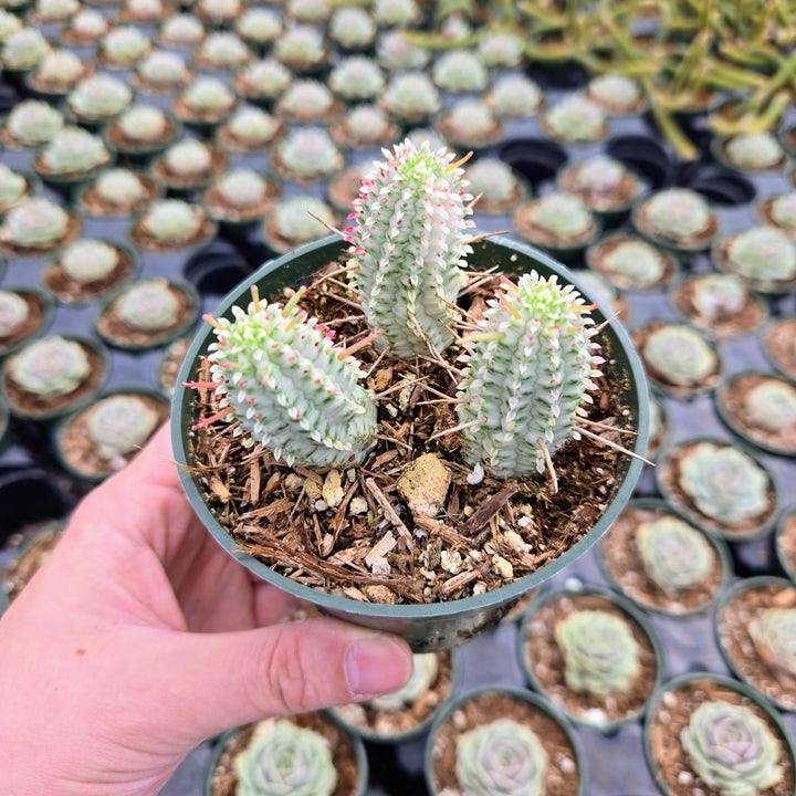 Rare Variegated Corn Cob Cactus Euphorbia mammillaris Euphorbia