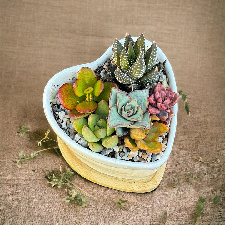 Valentines Succulent Gifts for Her, Succulent Arrangement In Ceramic pot