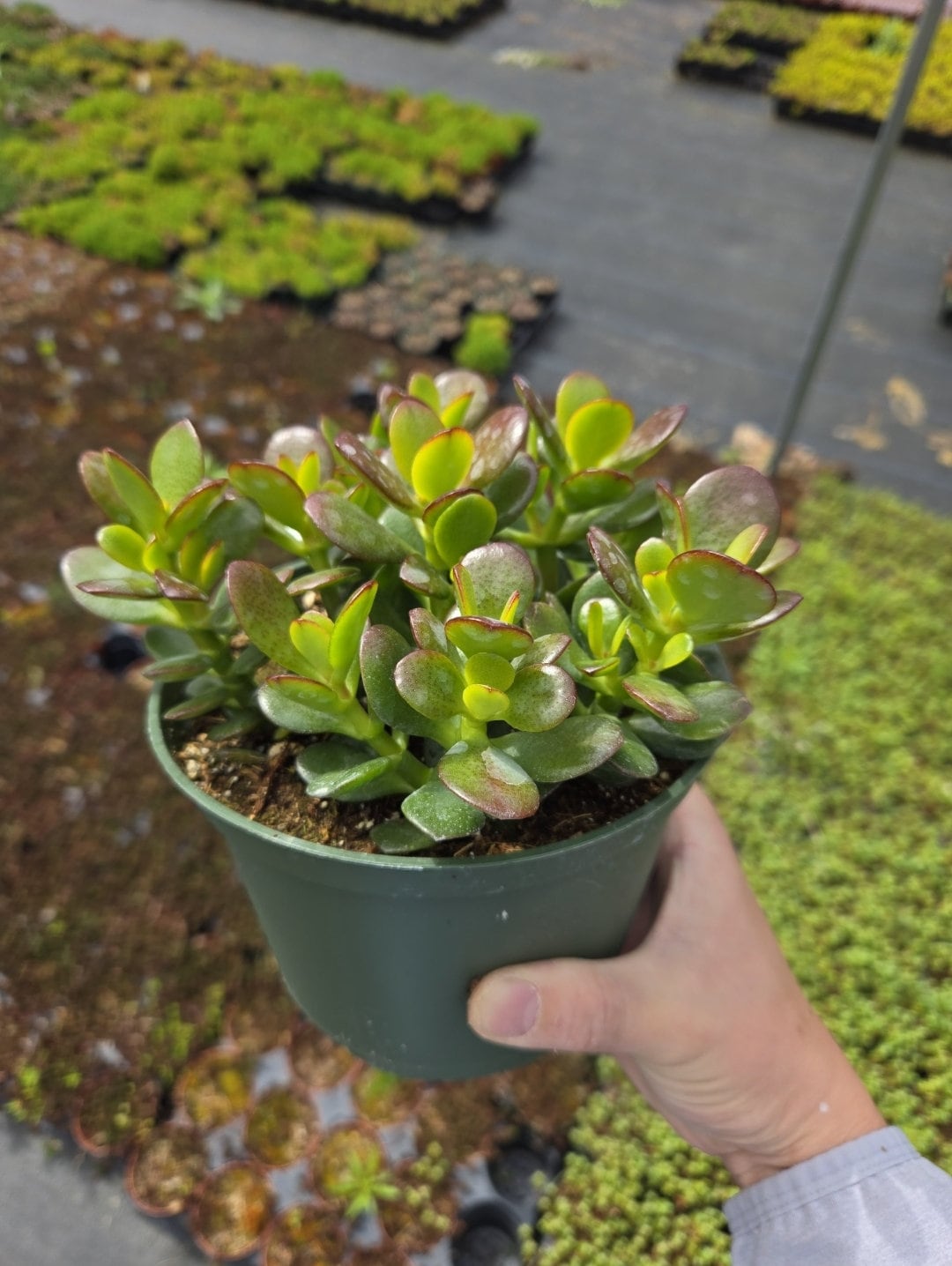 baby jade succulent Crassula Ovata "Baby Jade" – MySucculentCorner