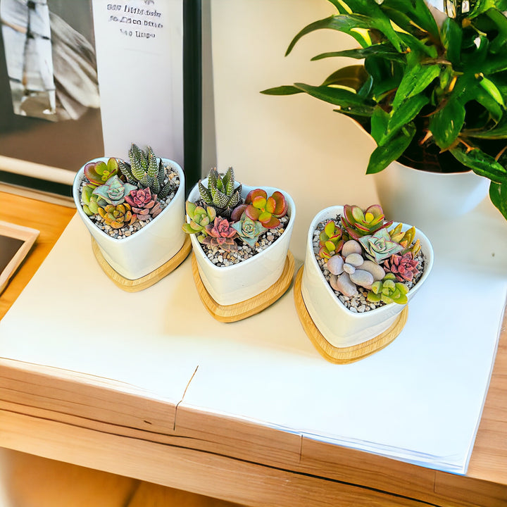 Valentines Succulent Gifts for Her, Succulent Arrangement In Ceramic pot
