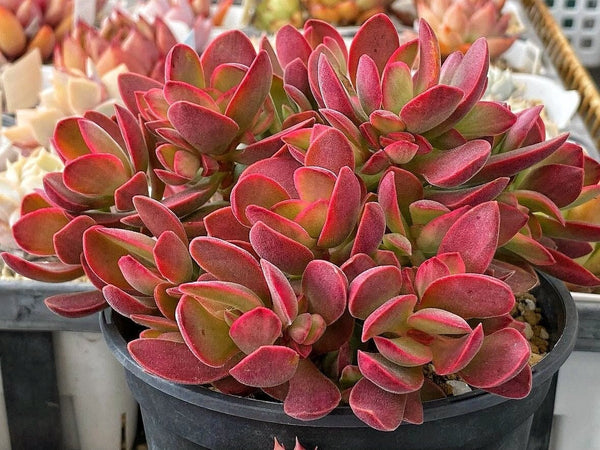 Crassula 'Variegated Money Maker'