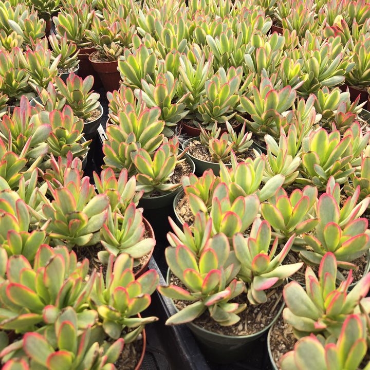 Crassula 'Variegated Money Maker' in 2" or 4" pot