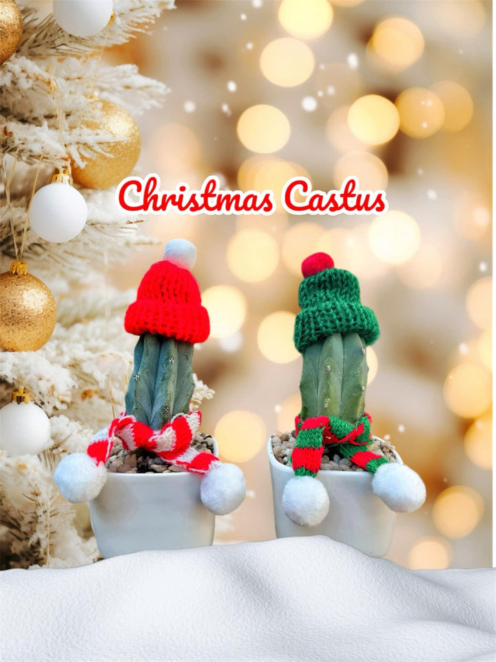 christmas succulent gifts Christmas Cactus Gift, Festive Succulent with Hat Scarf, Holiday Plant – MySucculentCorner