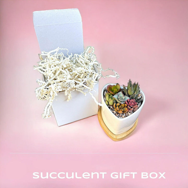 Valentines Succulent Gifts for Her, Succulent Arrangement In Ceramic pot
