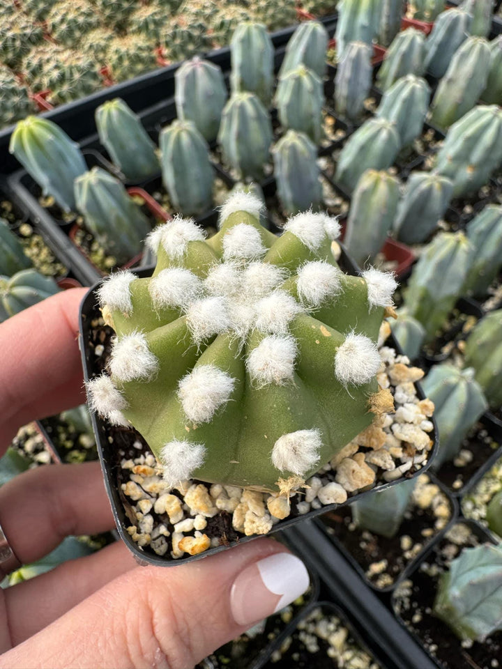 Echinopsis ancistrophora ‘Dominos’ Cactus 2" 4" pot