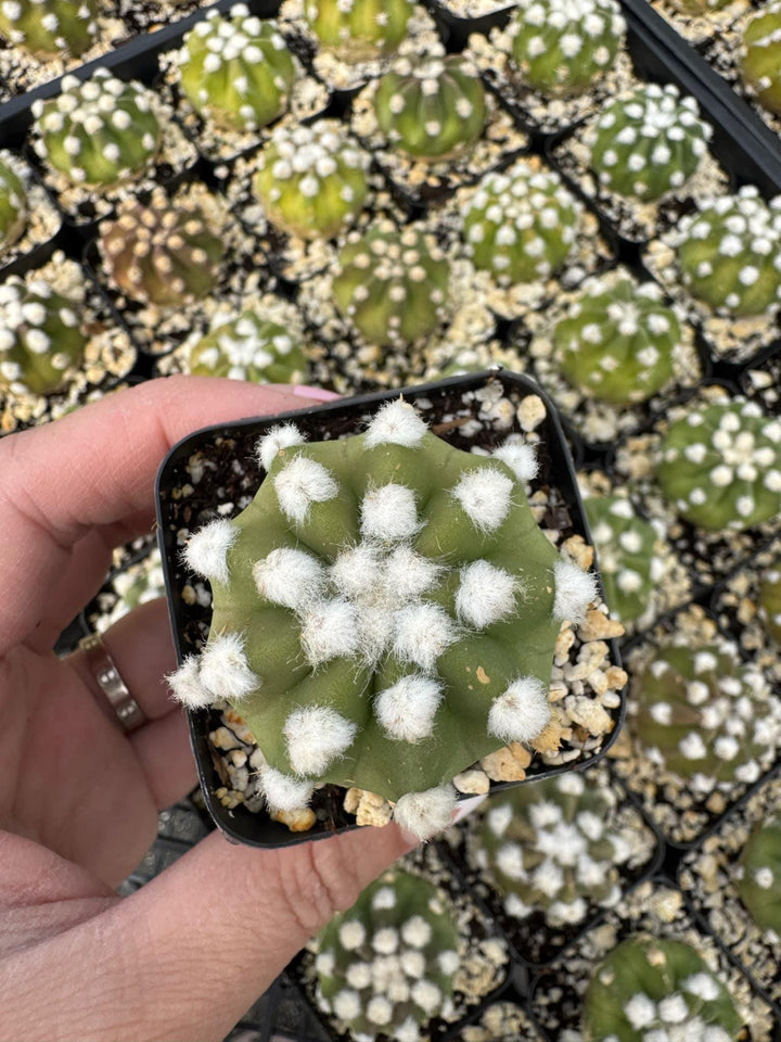Echinopsis ancistrophora ‘Dominos’ Cactus 2" 4" pot