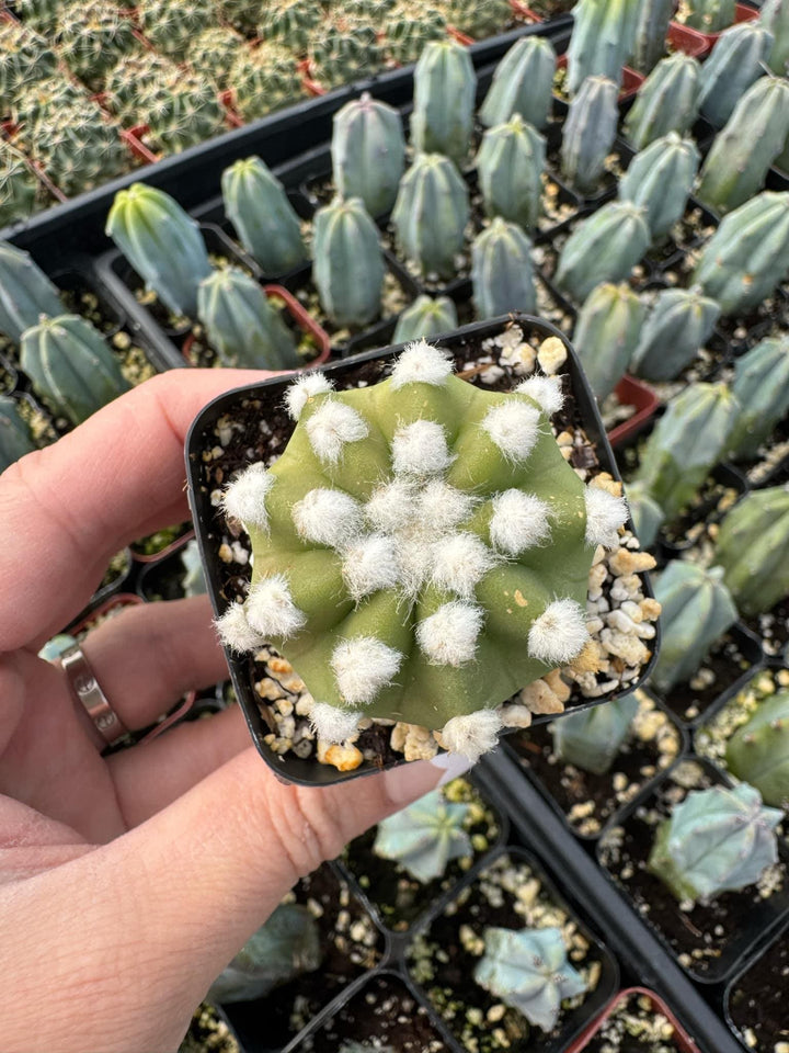 Echinopsis ancistrophora ‘Dominos’ Cactus 2" 4" pot