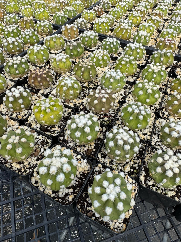 Echinopsis ancistrophora ‘Dominos’ Cactus 2" 4" pot