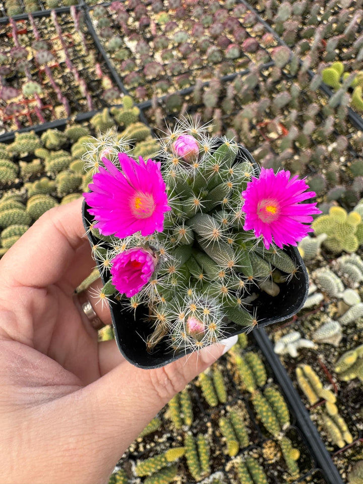 tiny rose succulent Rare Mini Desert Rose, Trichodiadema densum, Miniature Dessert Rose Su – MySucculentCorner