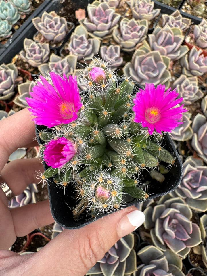 is the desert rose a succulent Rare Mini Desert Rose, Trichodiadema densum, Miniature Dessert Rose Su – MySucculentCorner