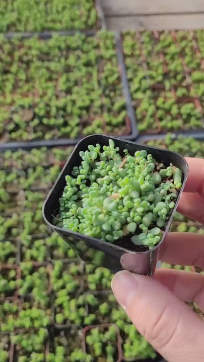Sedum Dasyphyllum Major 2 inches pot