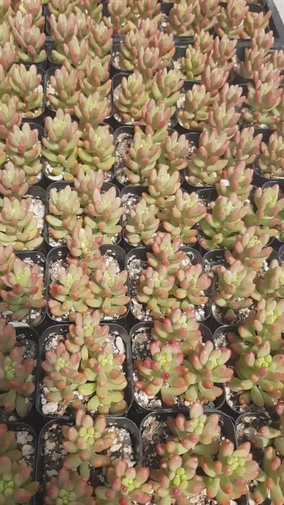 Sedum Rubrotinctum Aurora, Pink Jelly Beans 2 inches pot