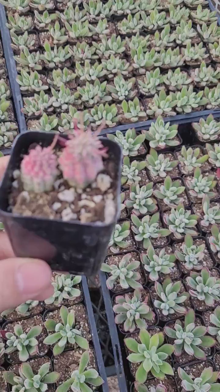 Rare Variegated Corn Cob Cactus Euphorbia mammillaris Euphorbia