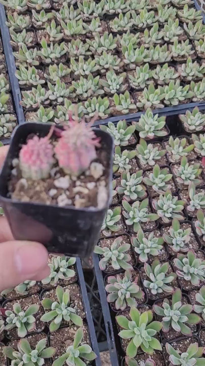 Rare Variegated Corn Cob Cactus Euphorbia mammillaris Euphorbia