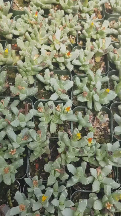 Faucaria felina ‘Tiger Jaw’  in 2 inches pot