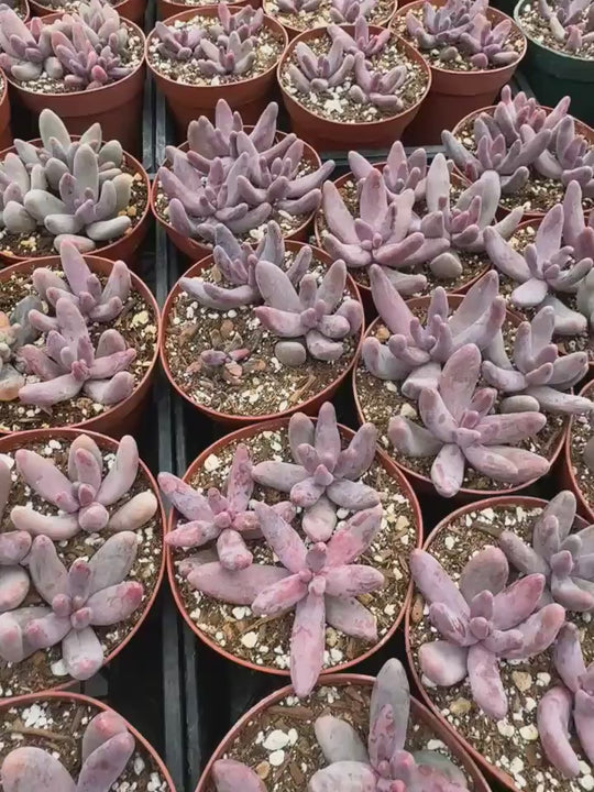 Rare Pachysedum Ganzhou Succulent, Pink Succulent 4 inch pot