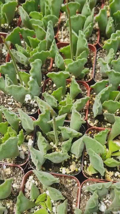 Rare Key Lime Pie Sucuculent - 2 inch Adromischus cristatus - Crinkle Leaf Succulent