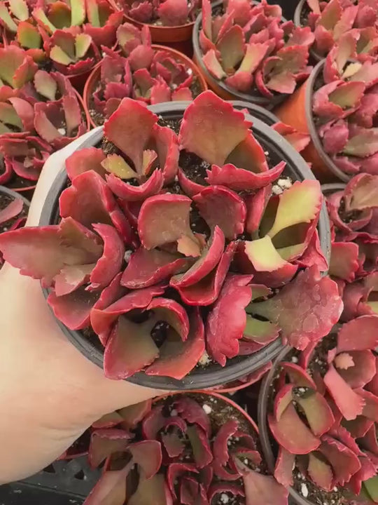 Rare Red Kalanchoe Longiflora