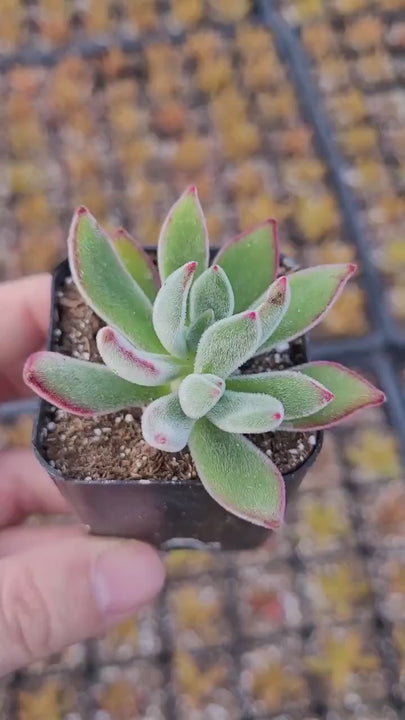 Rare Echeveria Pulvinata "Ruby", ruby blush succulent, Echeveria red Devotion, Red Velvet Echeveria Plant in 2 inches pot