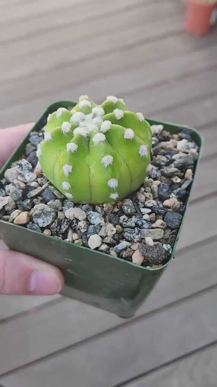 Echinopsis ancistrophora ‘Dominos’ Cactus 2" 4" pot