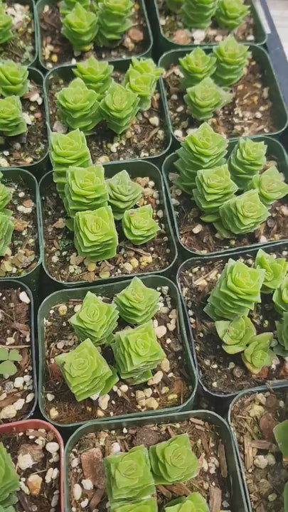 Rare Crassula Perforata 2 inches pot, String of Buttons